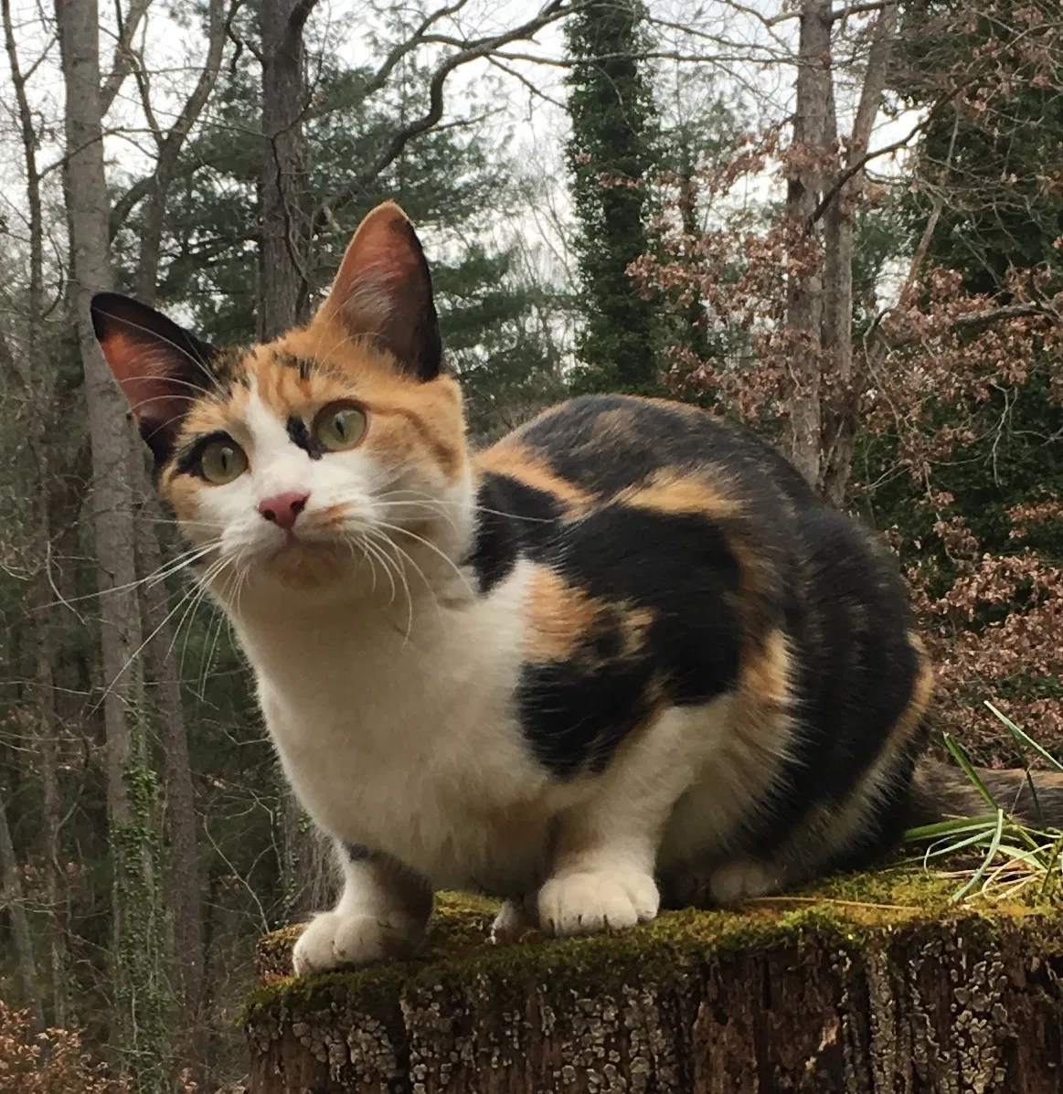 Lost cat in Candler, NC, 28715