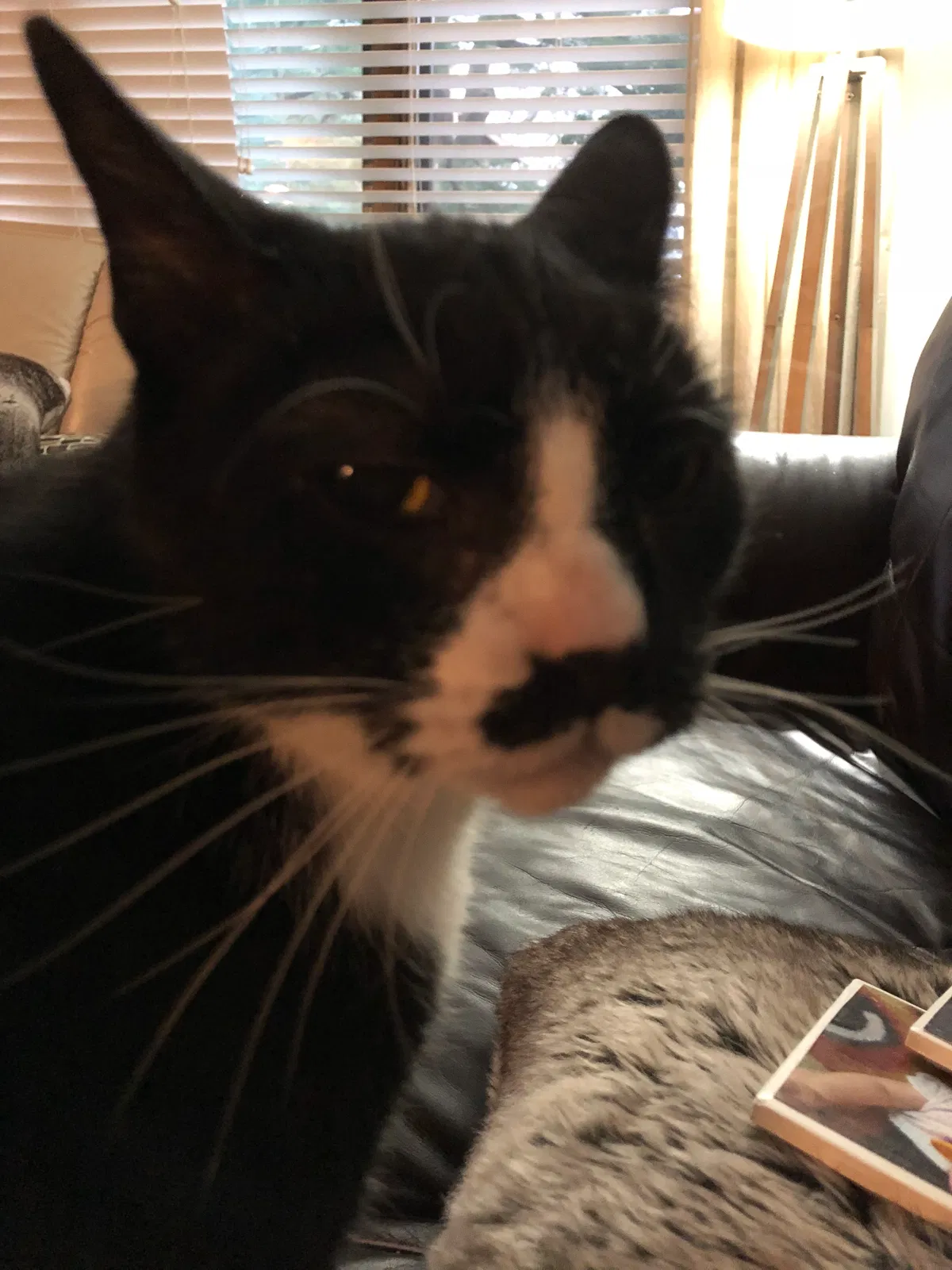 Lost cat in Burnsville, MN, 55337