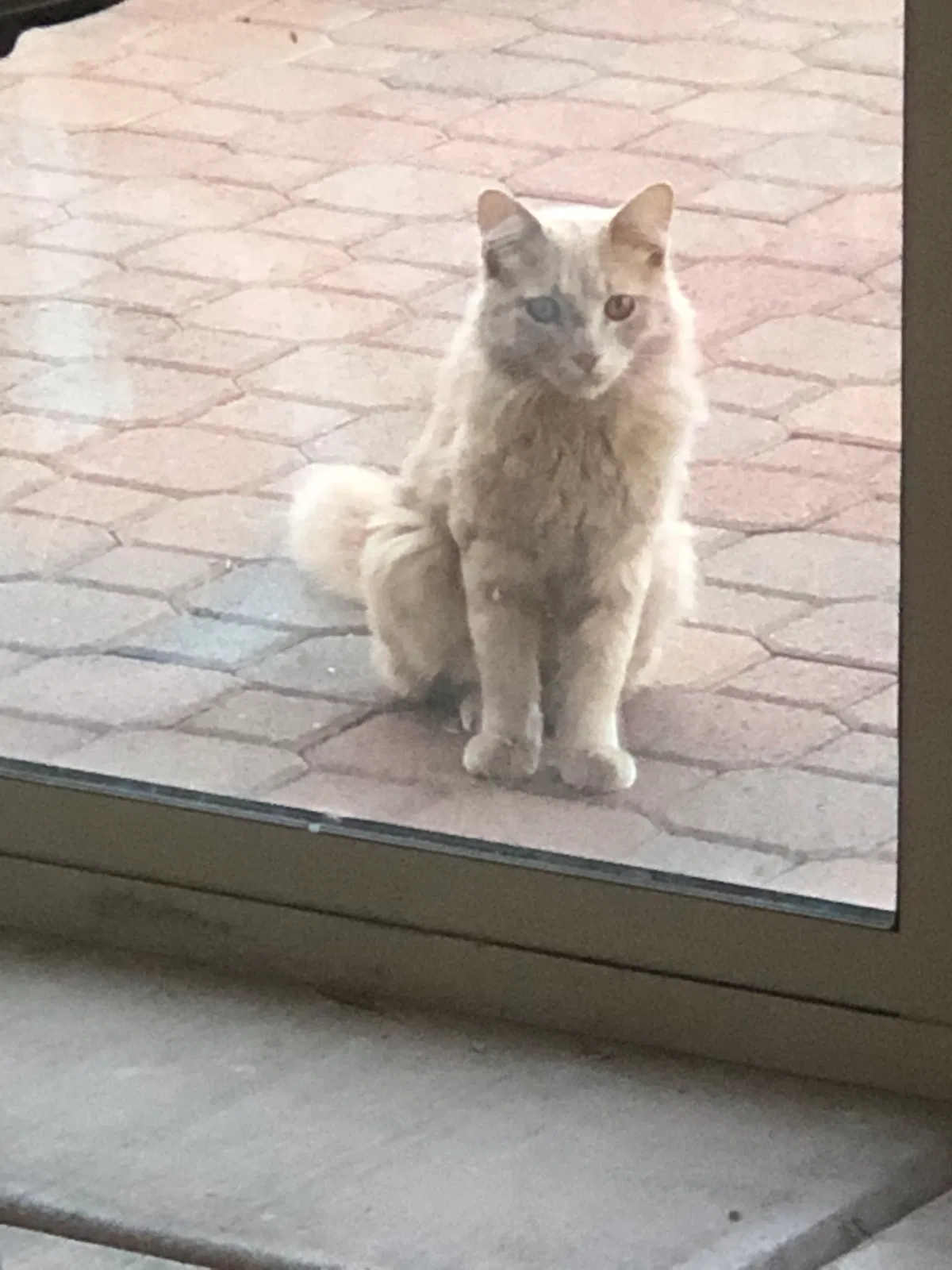 Found cat in Scottsdale, AZ, 85260