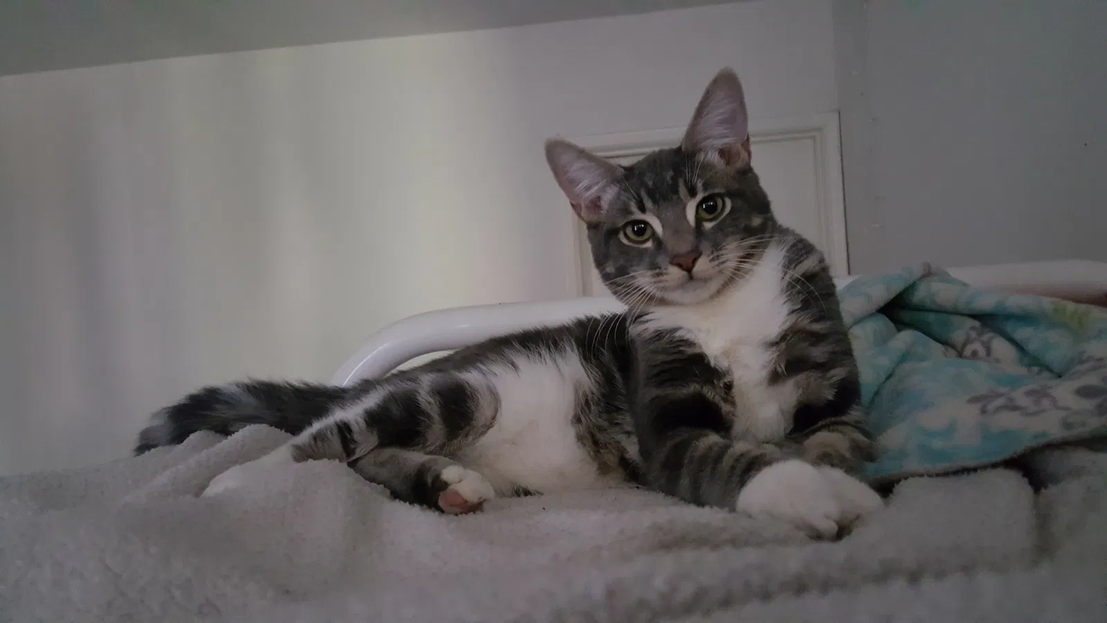 Lost cat in Newhall, CA, 91321