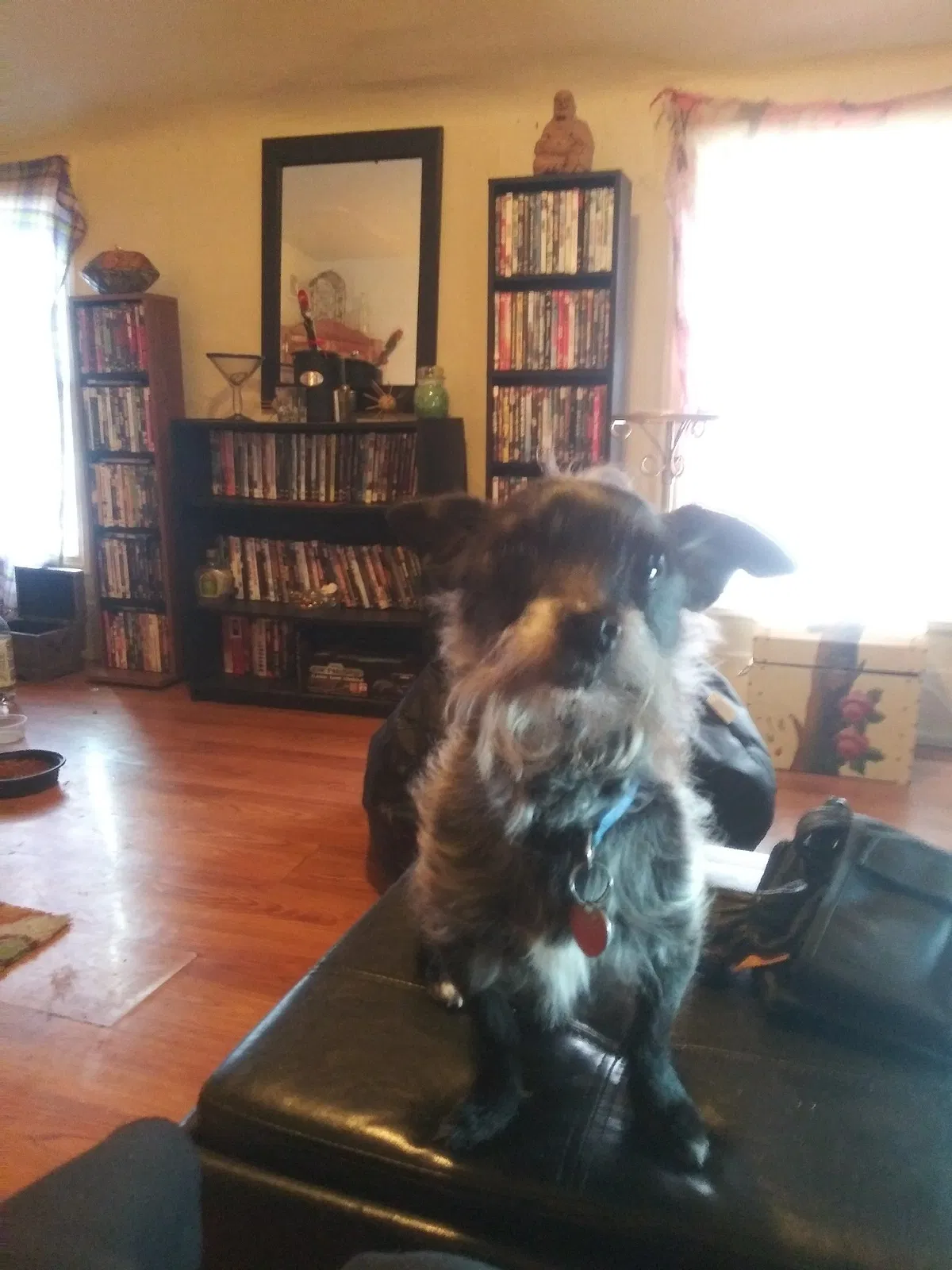 Lost dog in Evansville, IN, 47711