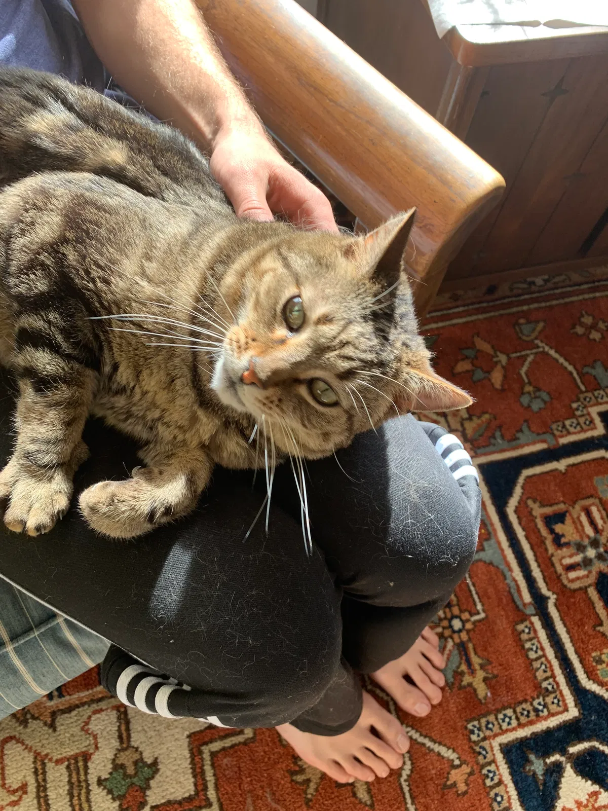 Lost cat in Arvada, CO, 80003