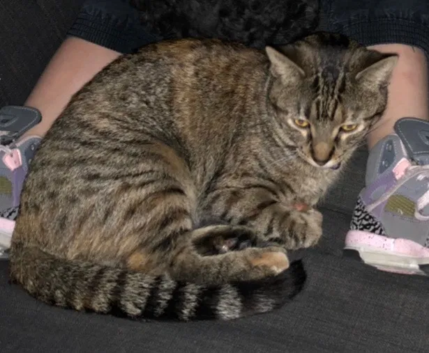 Lost cat in Erie, CO, 80516