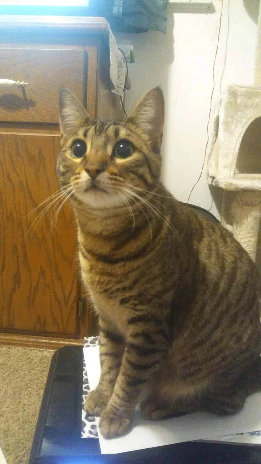 Lost cat in Rohnert Park, CA, 94928