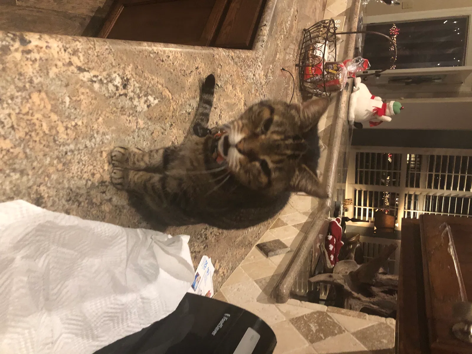Lost cat in Spring, TX, 77379