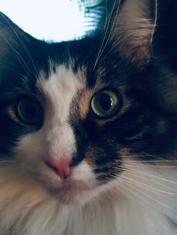 Lost cat in Dayton, OH, 45410