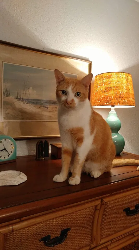 Lost cat in Spring Hill, FL, 34608