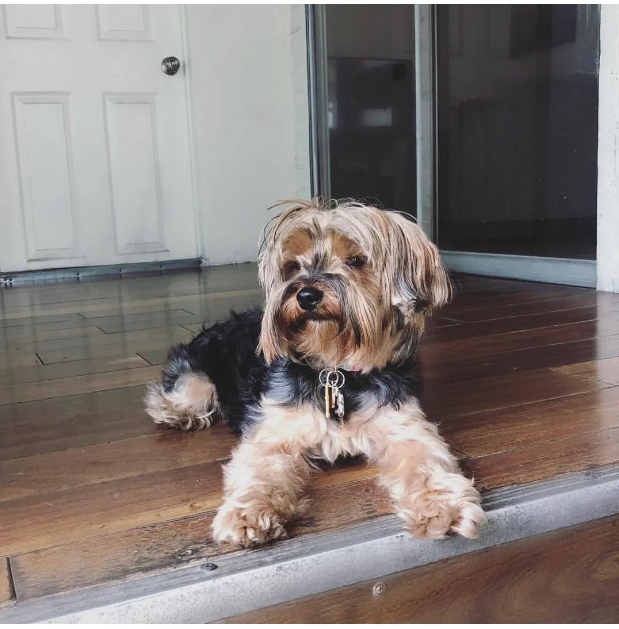 Lost dog in Antioch, CA, 94531