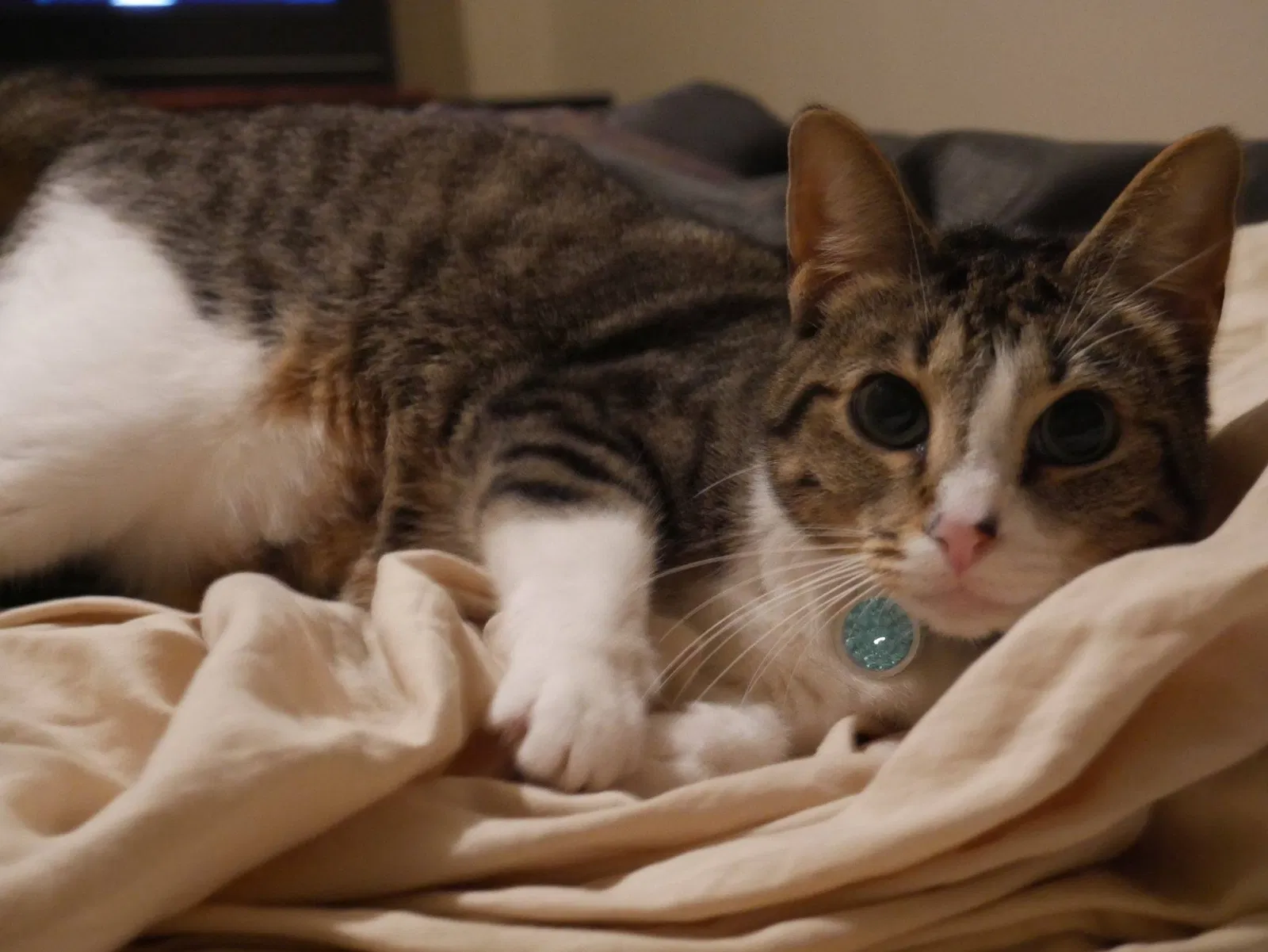 Lost cat in Spring, TX, 77379