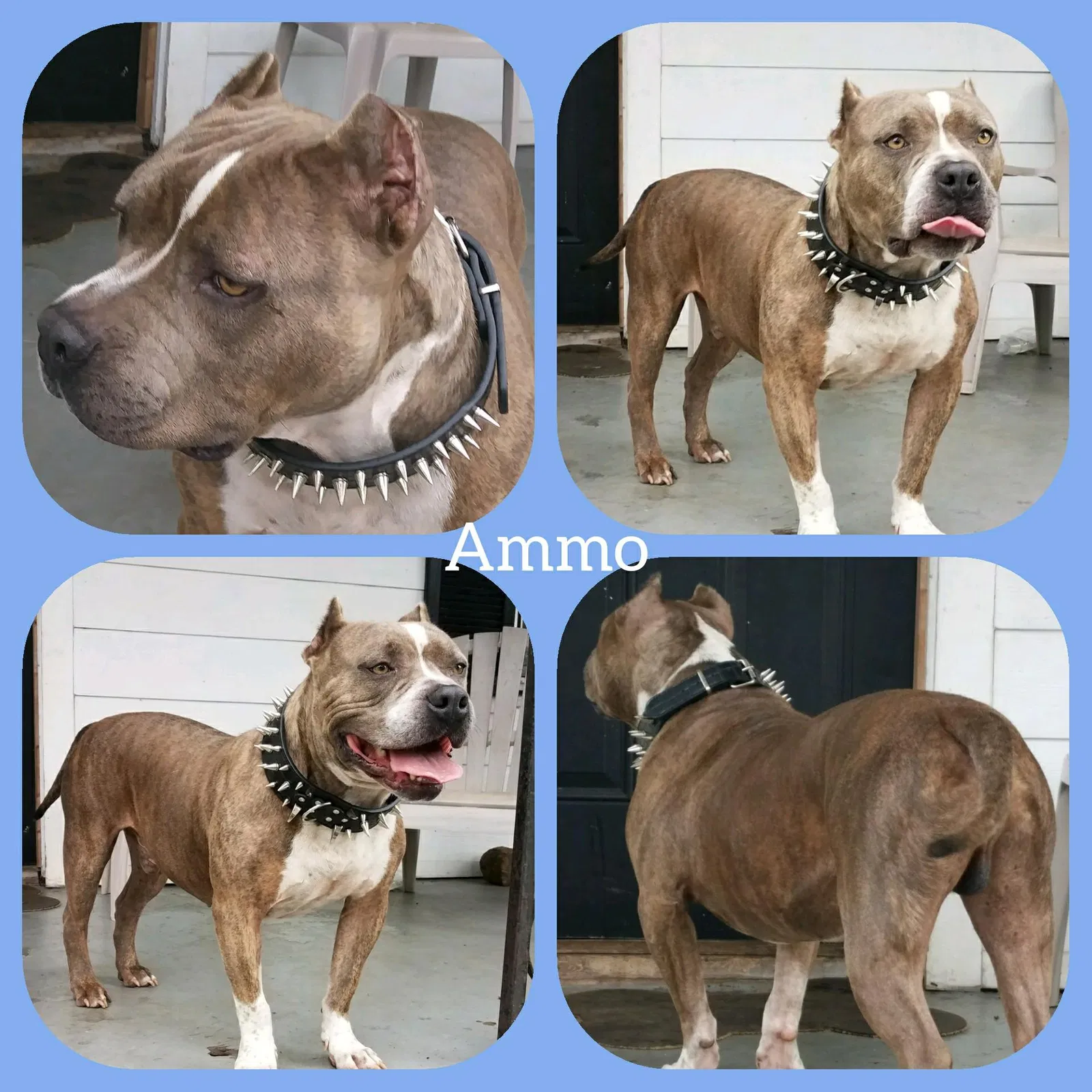 Lost dog in Spartanburg, SC, 29301