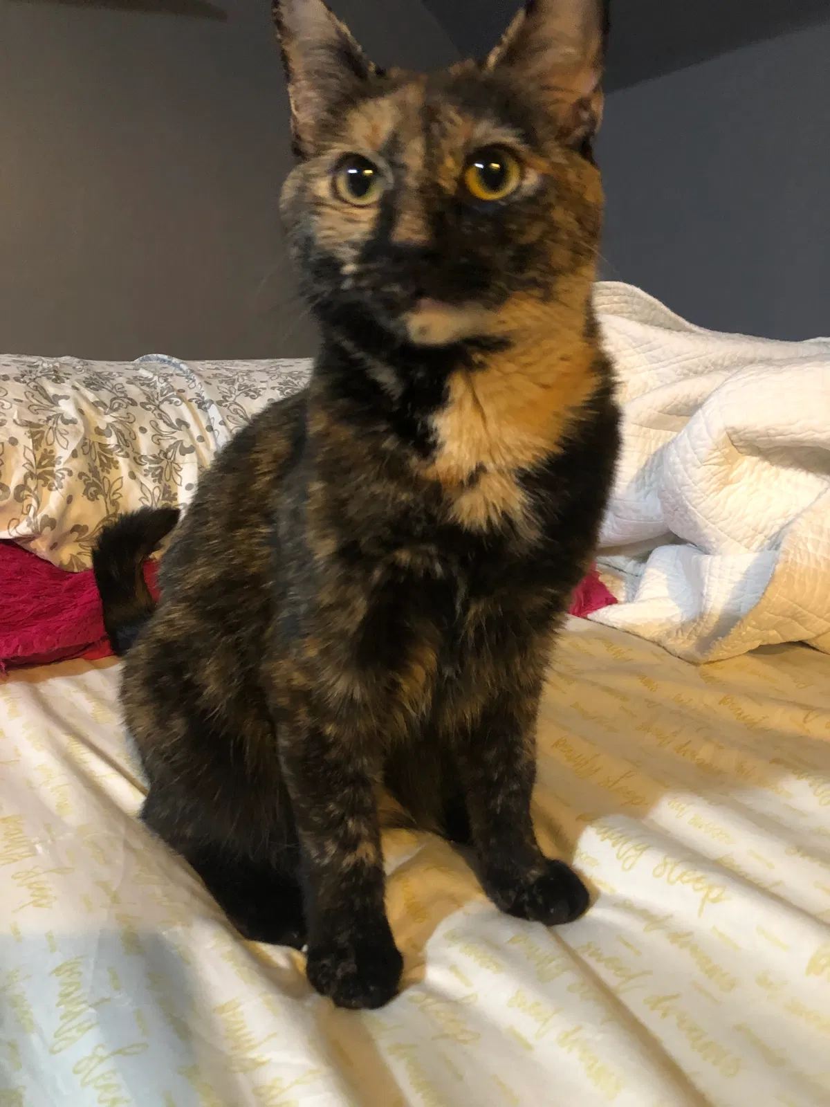 Lost cat in Gaithersburg, MD, 20878