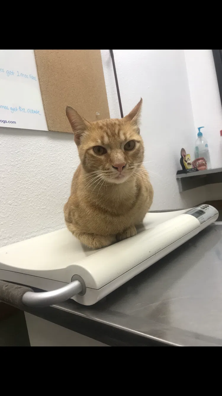 Lost cat in National City, CA, 91950