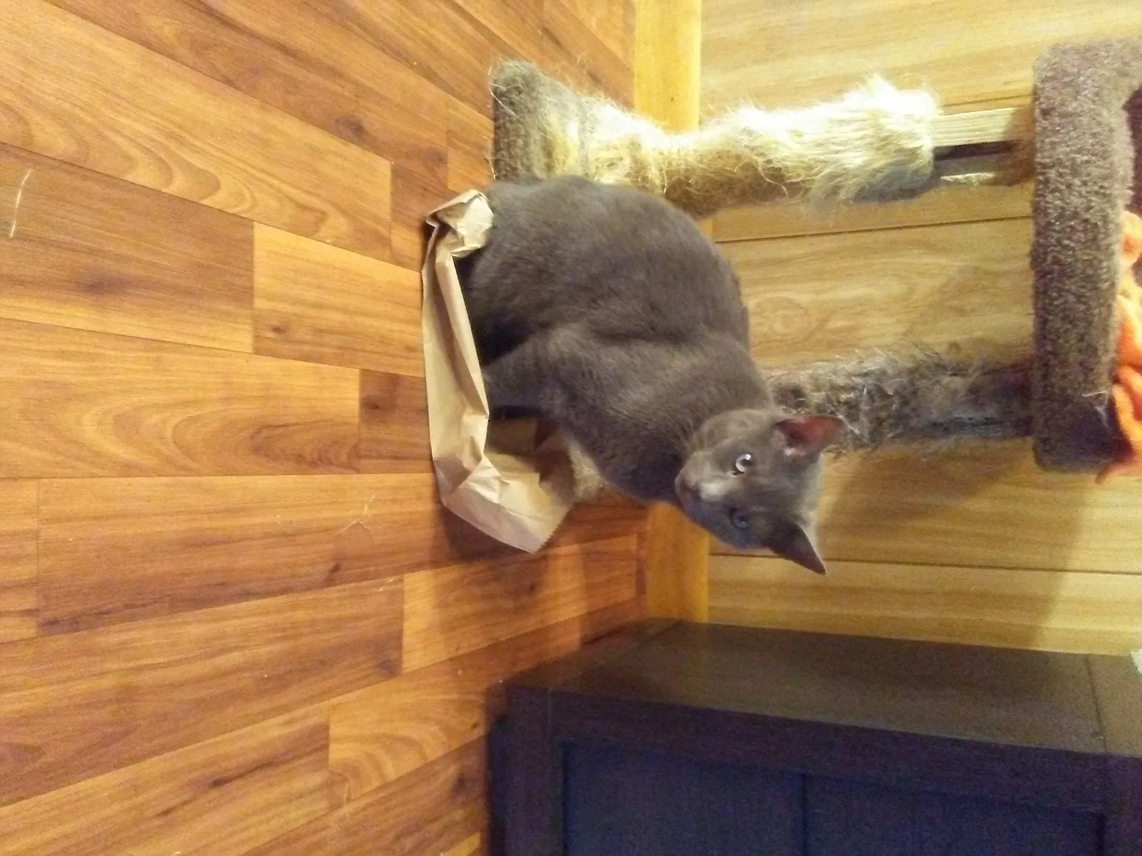 Lost cat in Middlesboro, KY, 40965