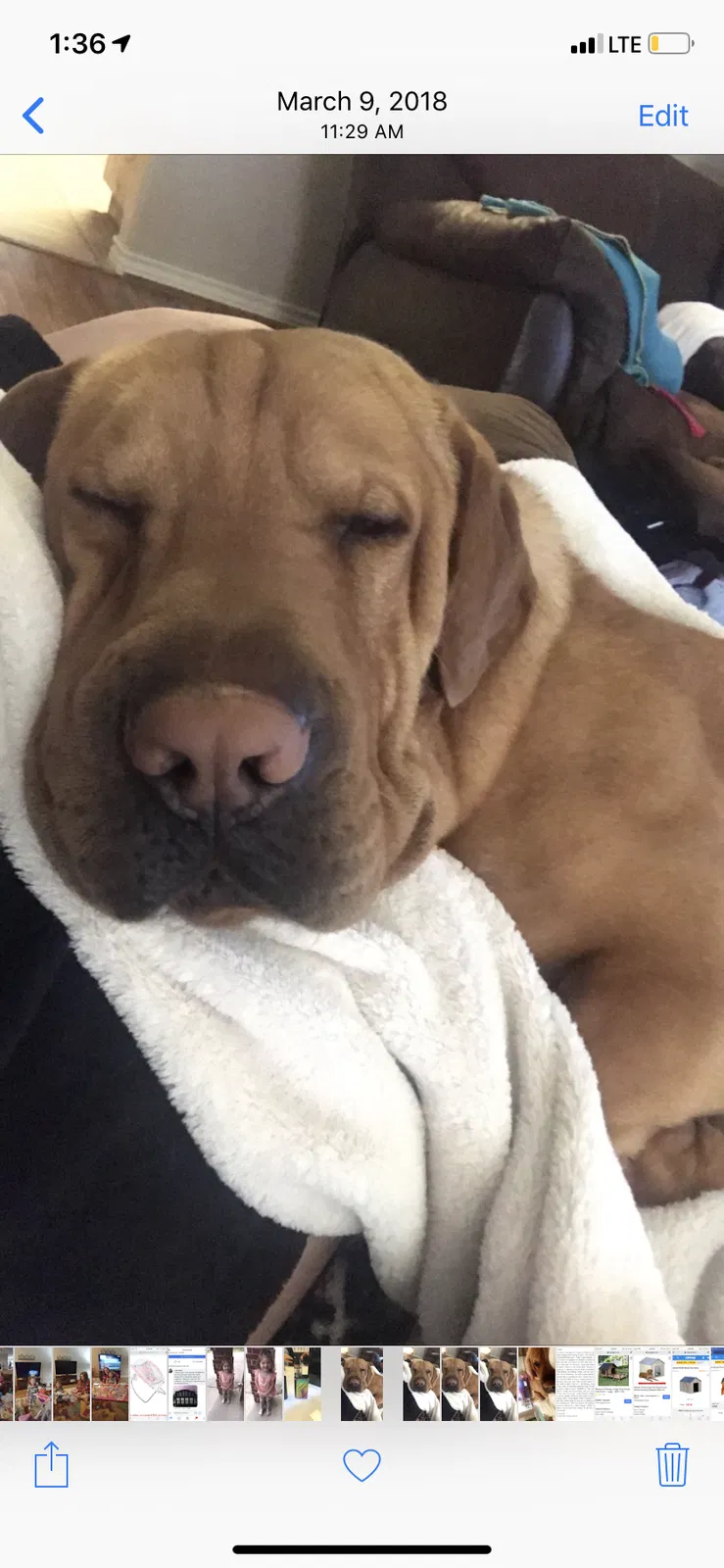 Lost dog in Mckinney, TX, 75070