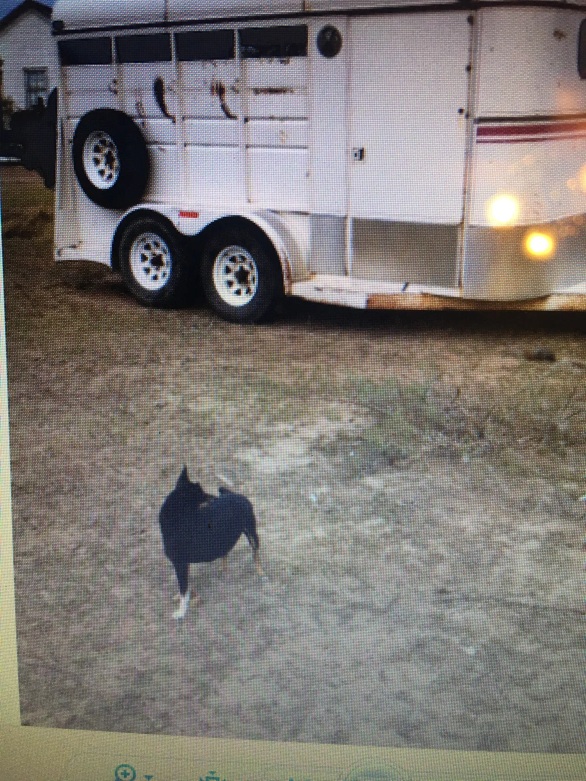 Lost dog in Cuero, TX, 77954