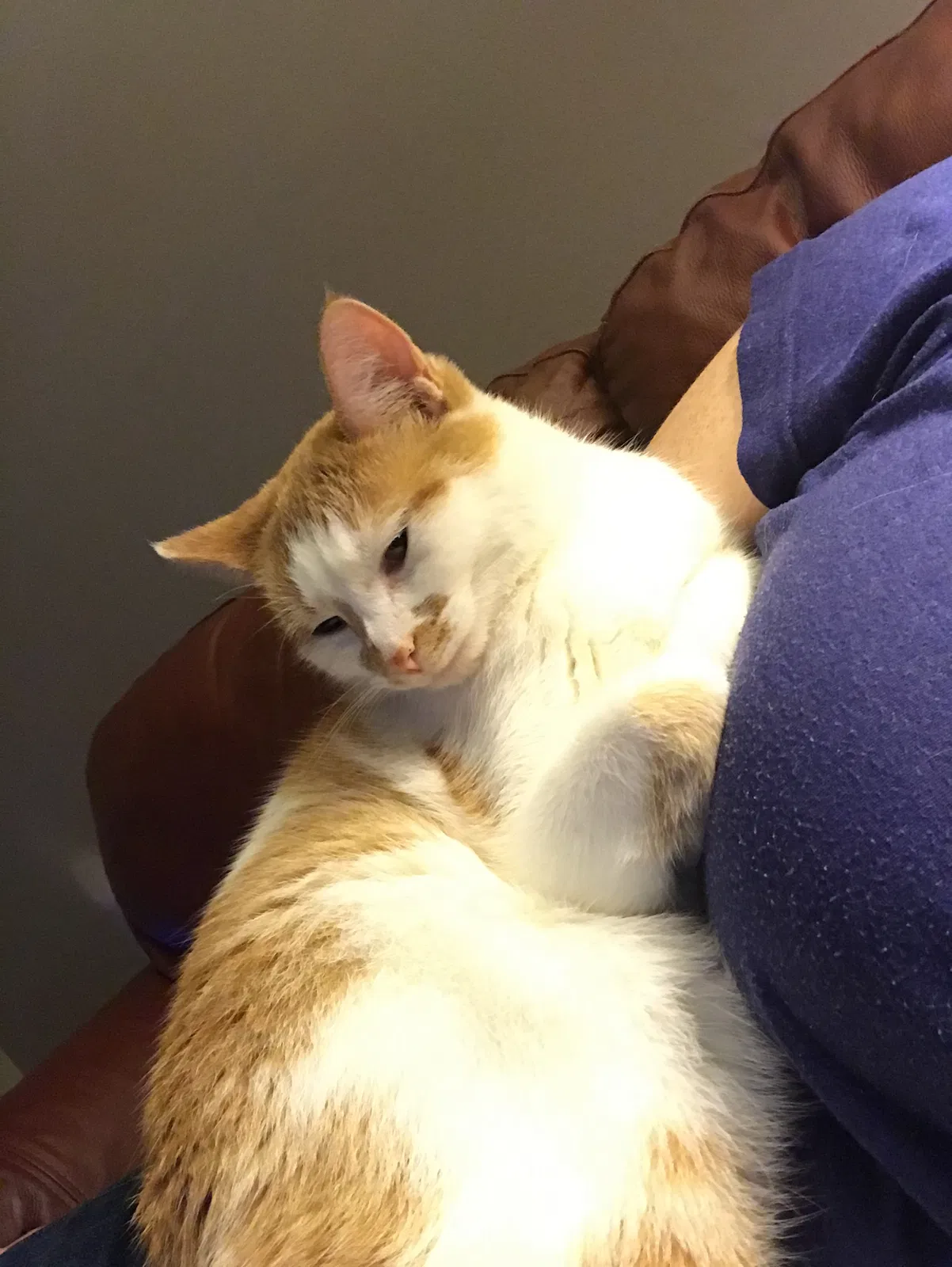 Lost cat in Tampa, FL, 33611