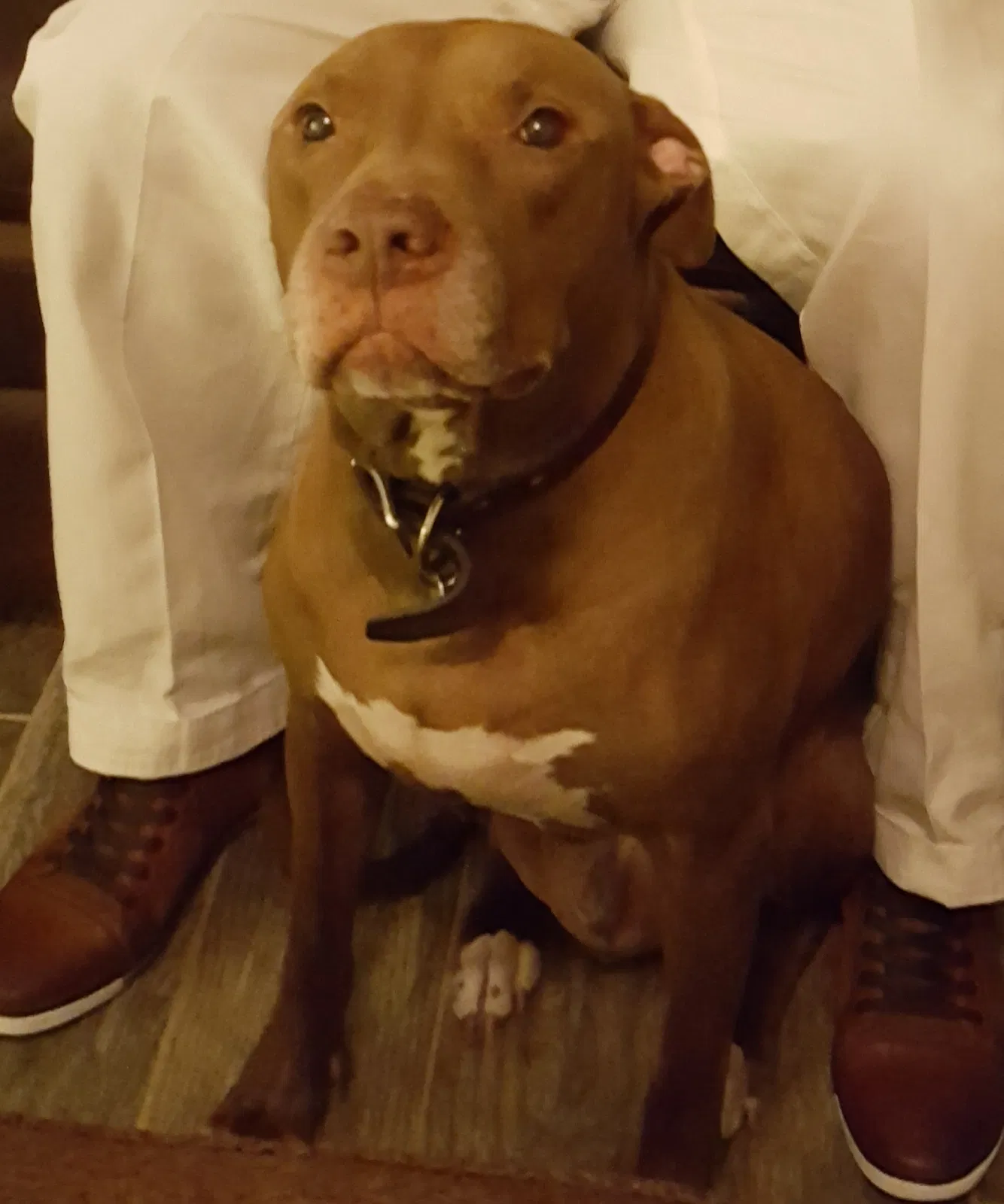 Lost dog in Hollywood, FL, 33020