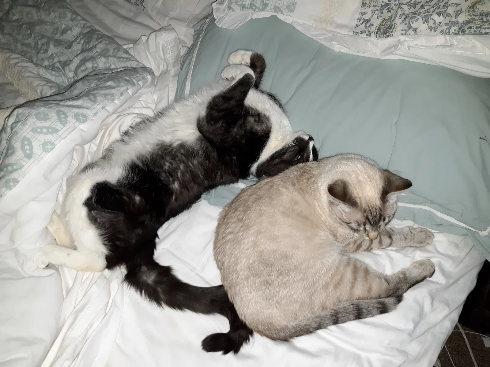 Lost cat in Monroe, GA, 30656