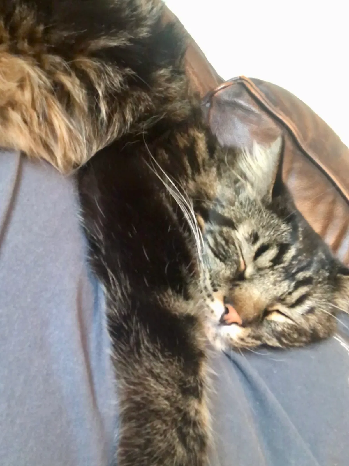 Lost cat in Oklahoma City, OK, 73120