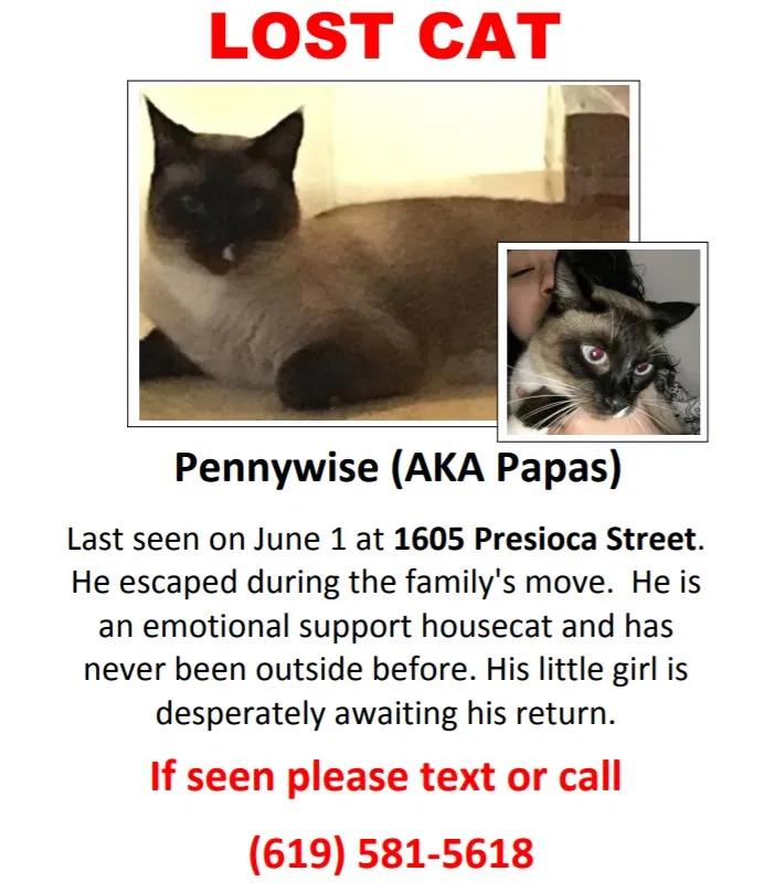 Lost cat in Spring Valley, CA, 91977