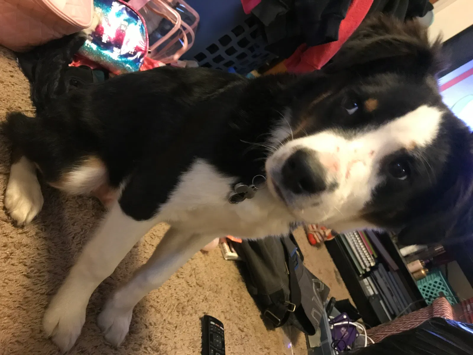 Lost dog in Lexington, NC, 27292