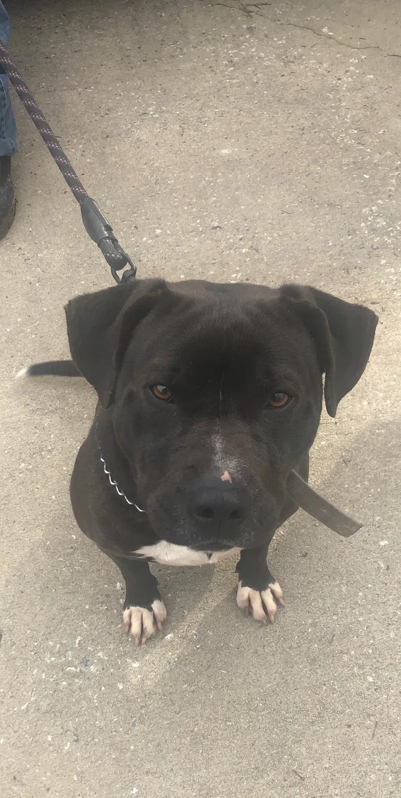 Lost dog in Pleasant Garden, NC, 27313