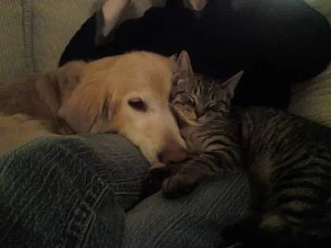 Lost cat in Fort Wayne, IN, 46809