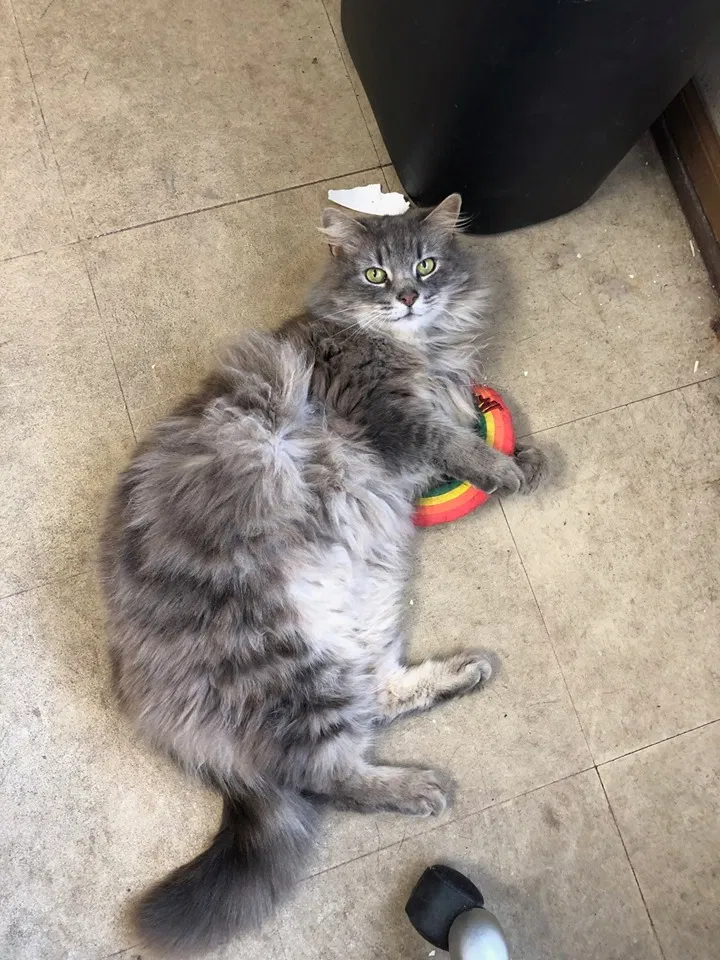 Lost cat in Grayslake, IL, 60030
