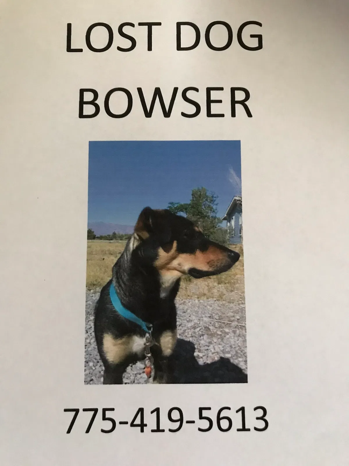Lost dog in Pahrump, NV, 89061