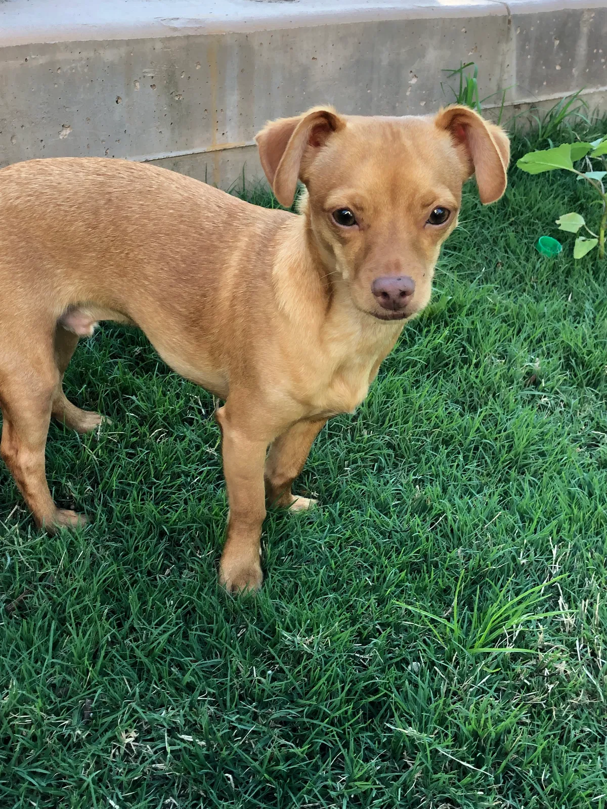 Lost dog in Waco, TX, 76707