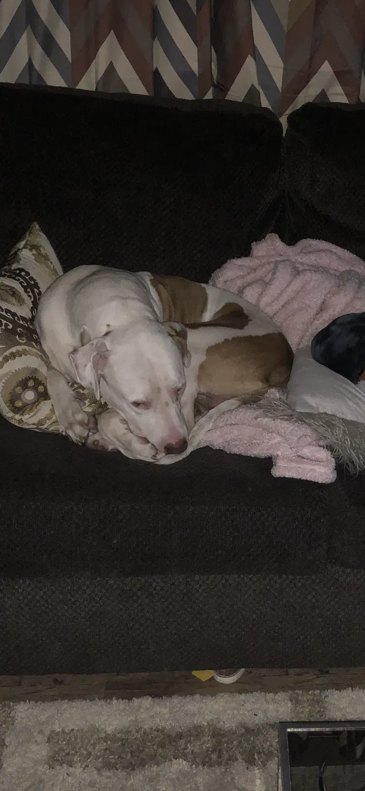 Lost dog in Orlando, FL, 32819