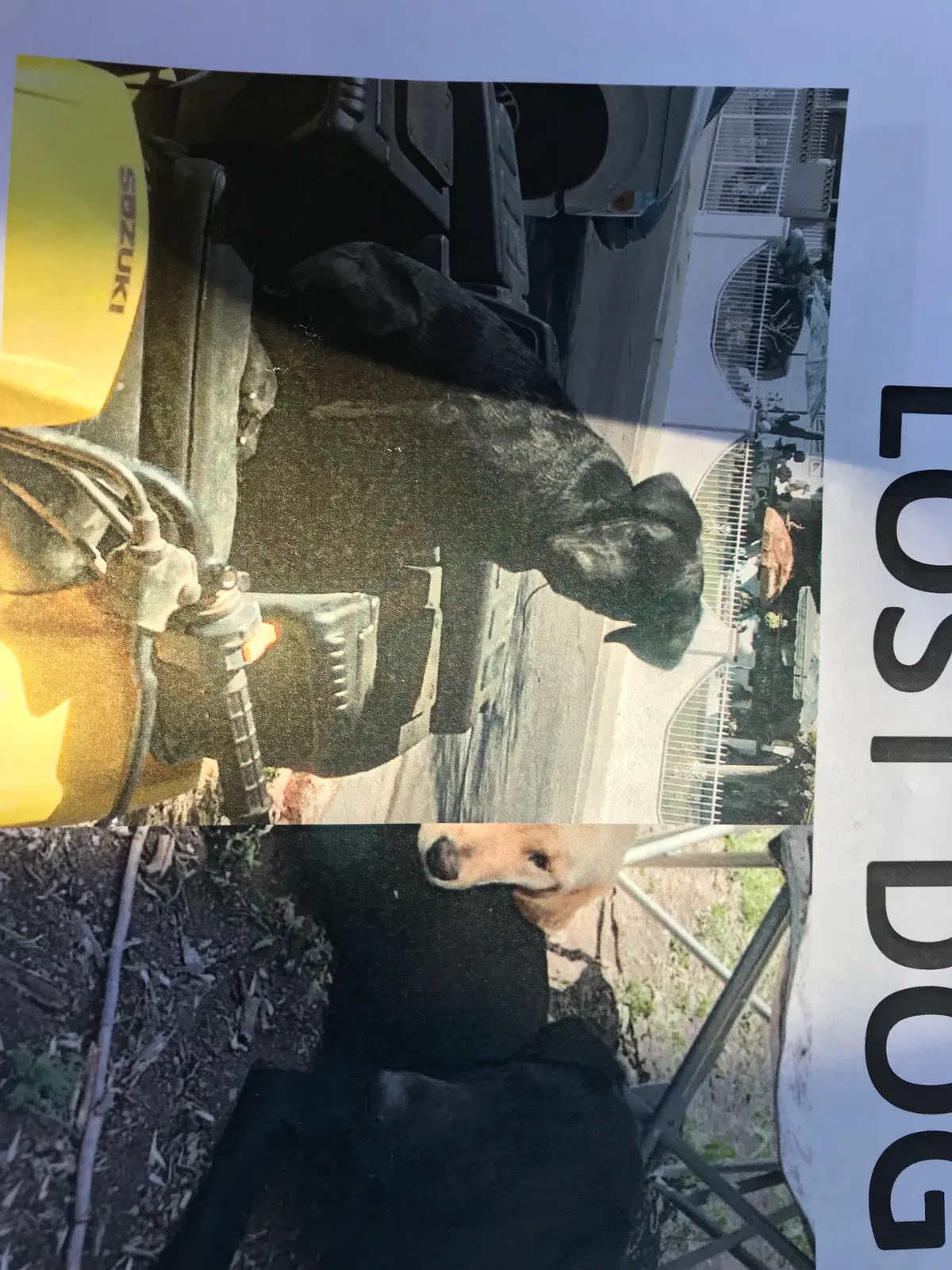 Lost dog in North Las Vegas, NV, 89030