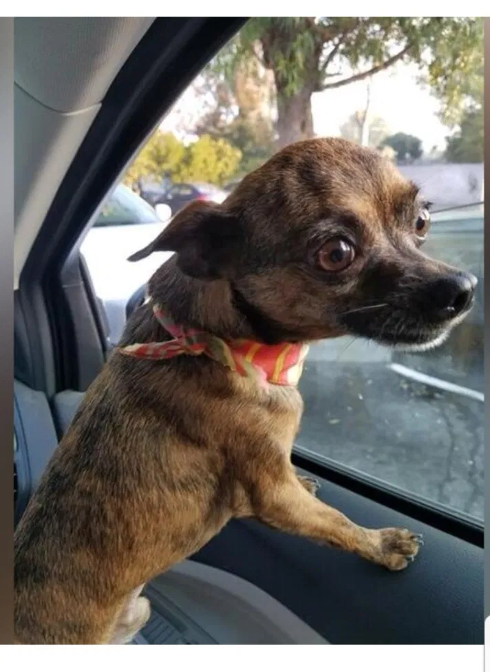 Lost dog in Aptos, CA, 95003