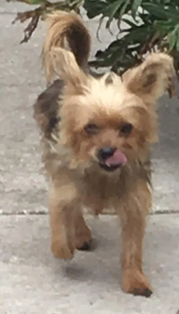 Lost dog in Miami, FL, 33176