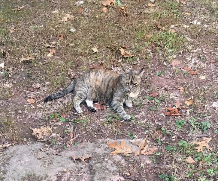 Lost cat in Glenmoore, PA, 19343