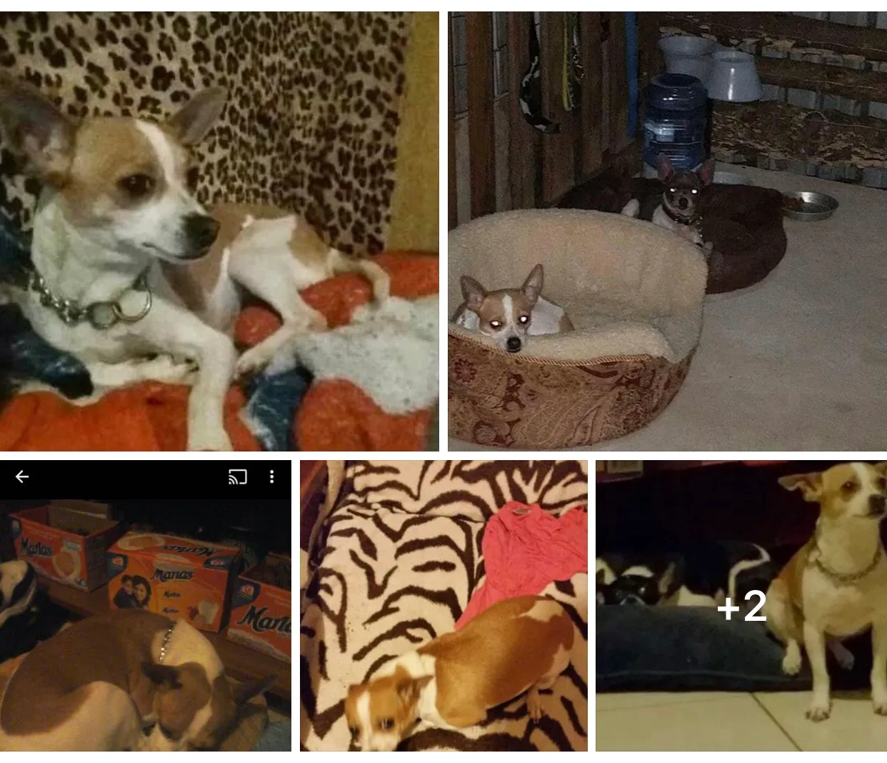 Lost dog in Elgin, TX, 78621