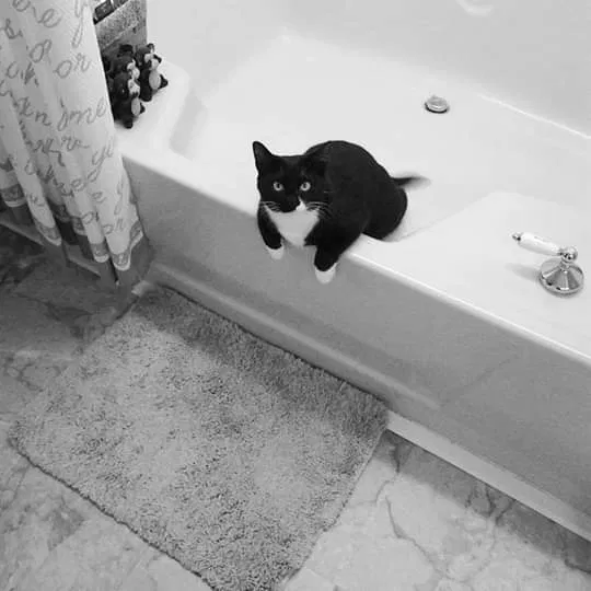 Lost cat in Bel Air, MD, 21014