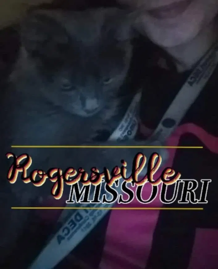Lost cat in Rogersville, MO, 65742