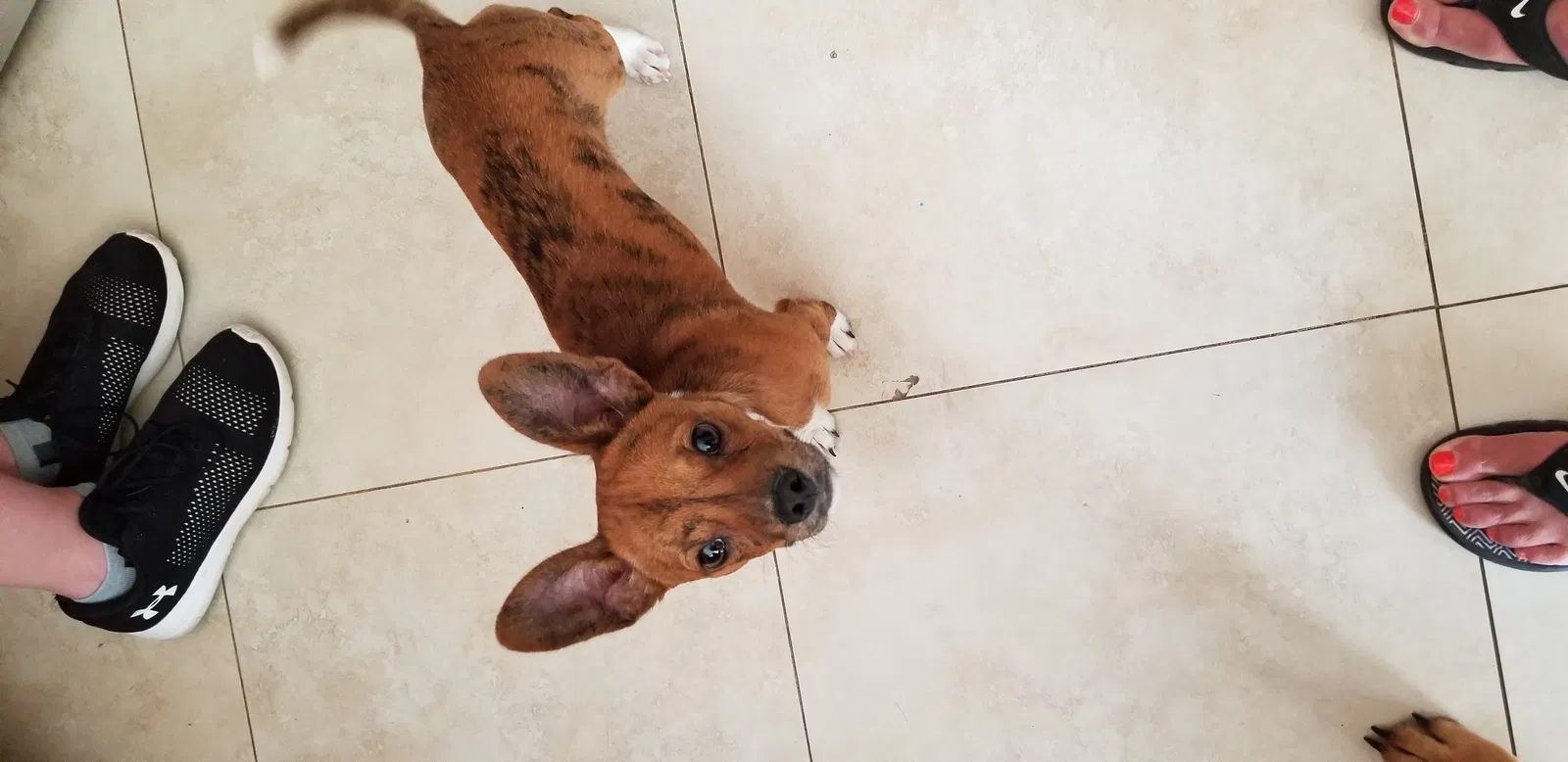 Lost dog in Pea Ridge, AR, 72751