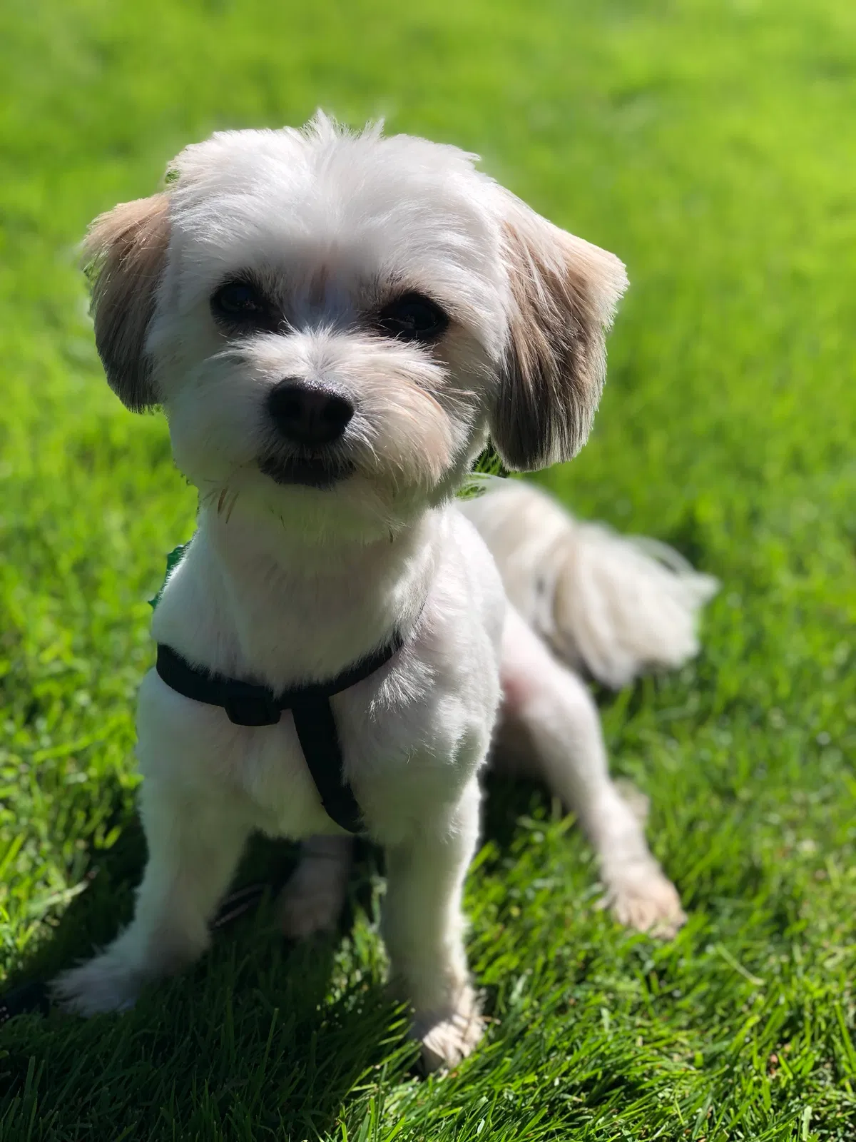 Lost dog in Pasco, WA, 99301