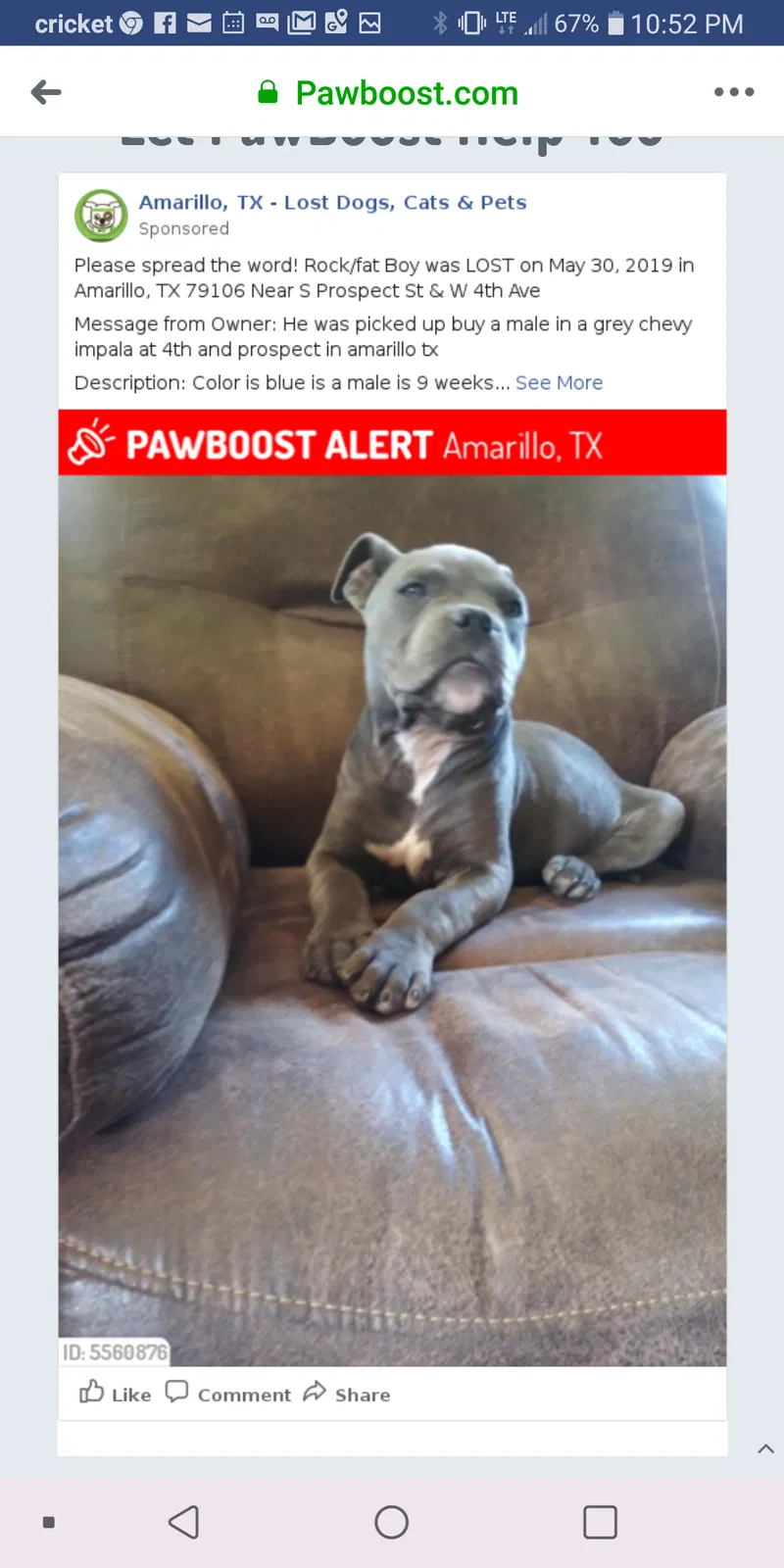 Lost dog in Amarillo, TX, 79106