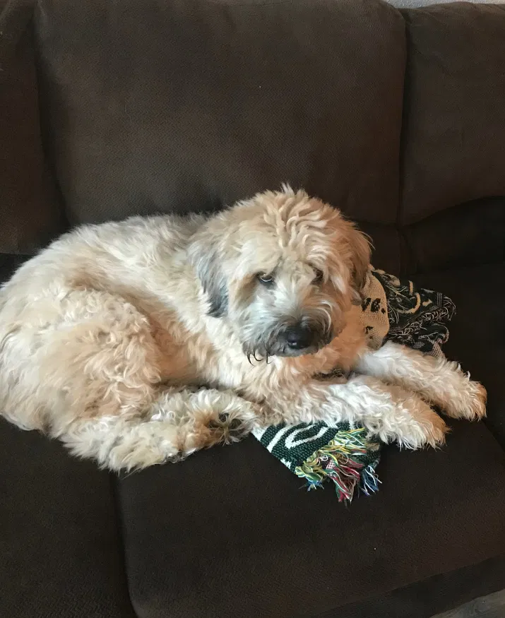 Lost dog in Fredericksburg, VA, 22406