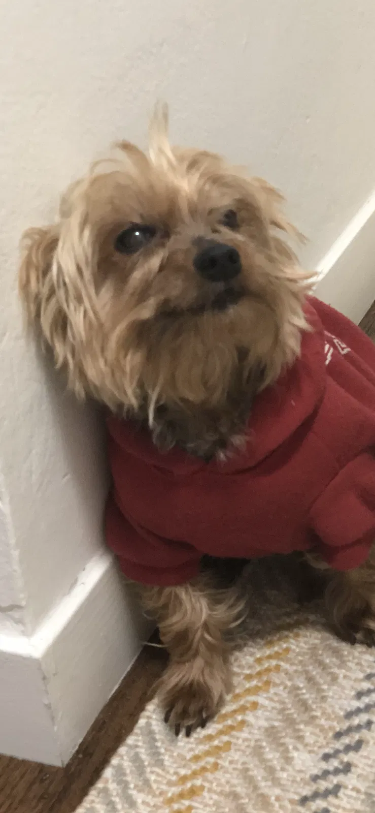 Lost dog in Oakland, CA, 94610