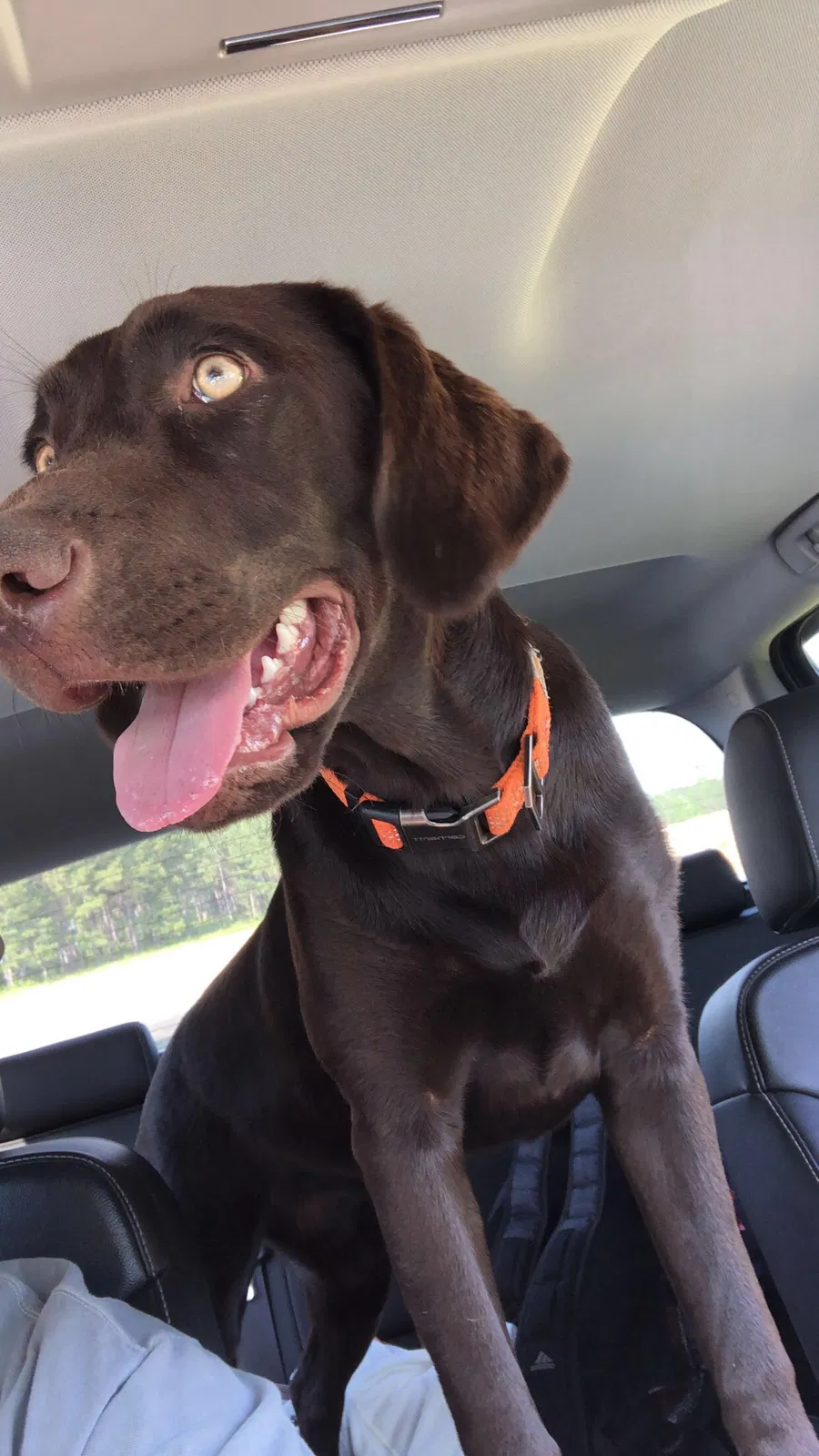 Lost dog in Glenwood, AL, 36034