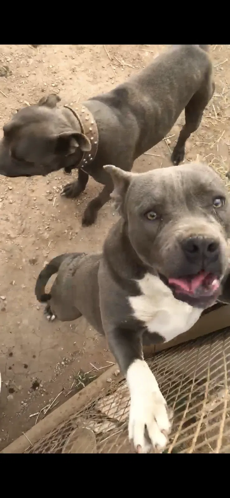 Lost dog in Odessa, TX, 79766