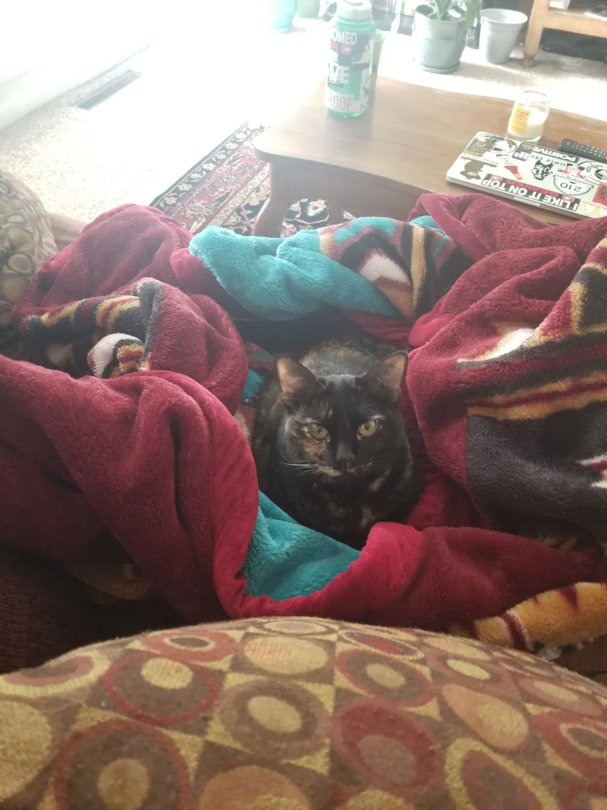 Lost cat in Salt Lake City, UT, 84121