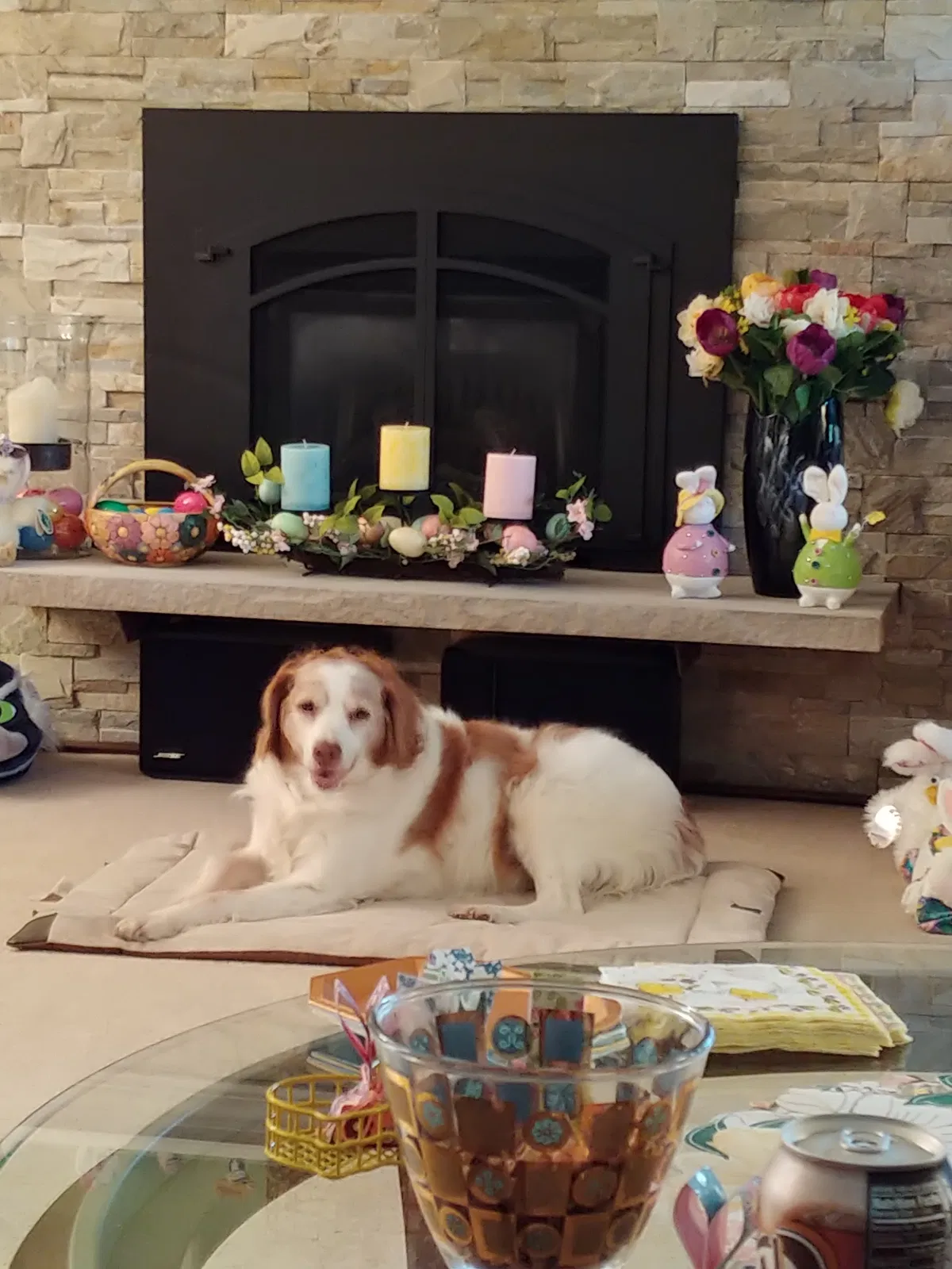 Lost dog in Carnation, WA, 98014