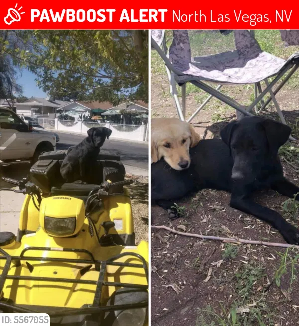 Lost dog in North Las Vegas, NV, 89030