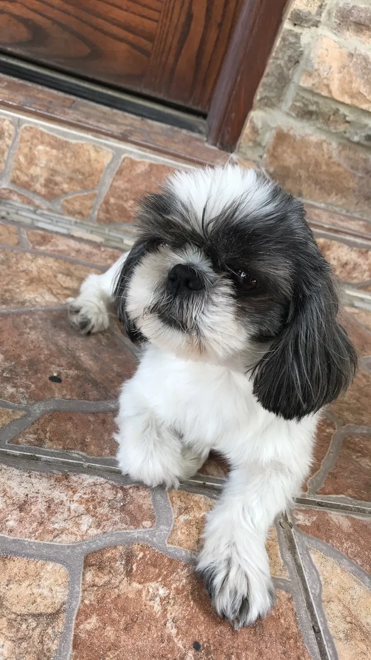 Lost dog in Mcallen, TX, 78503
