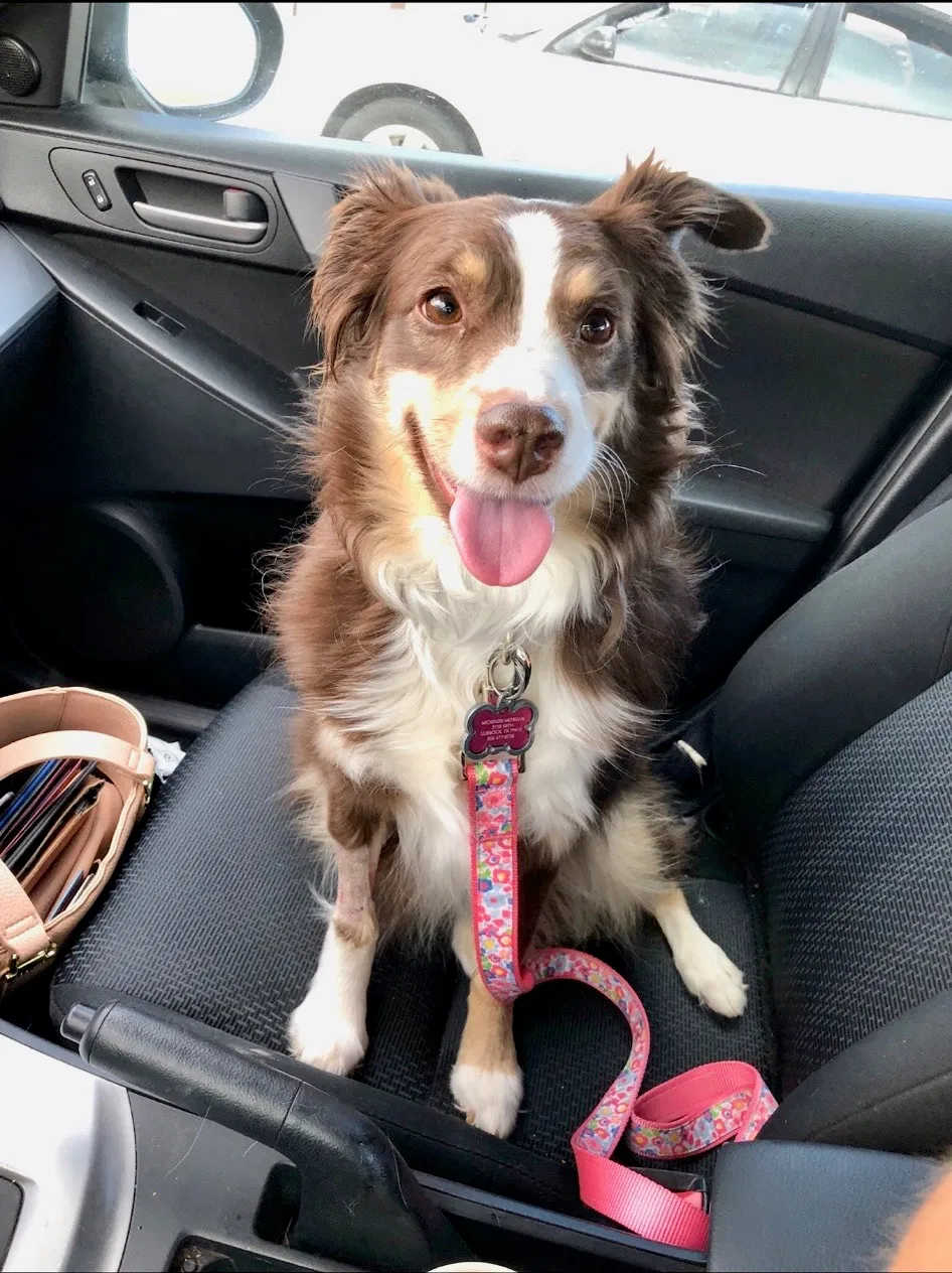 Lost dog in Lubbock, TX, 79412